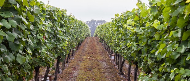 vineyard