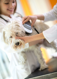 Dog-microchipping