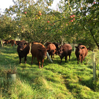 apple-moos-2