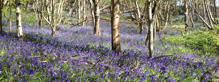Kingscote-Valley-Bluebells-Standen-National-Trust-Ben-Todd-(2)