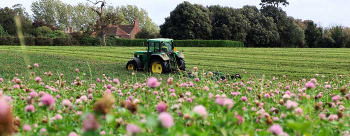 Topping---red-clover