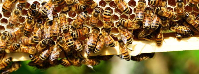 honey-bees-401238