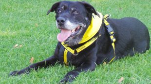 rescue dog Dogs Trust Shoreham