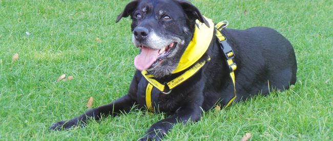 rescue dog Dogs Trust Shoreham
