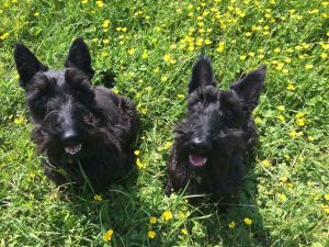 Dogs