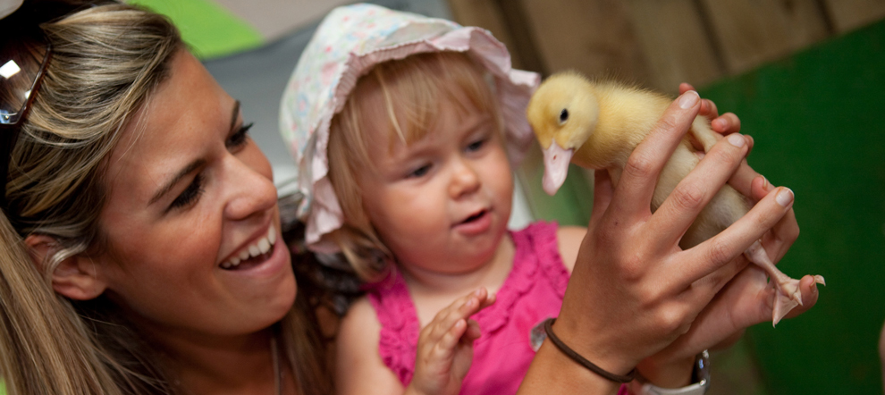 Fishers Farm Animals
