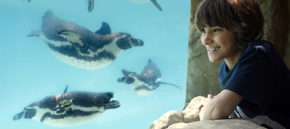 Drusillas Penguin Bay
