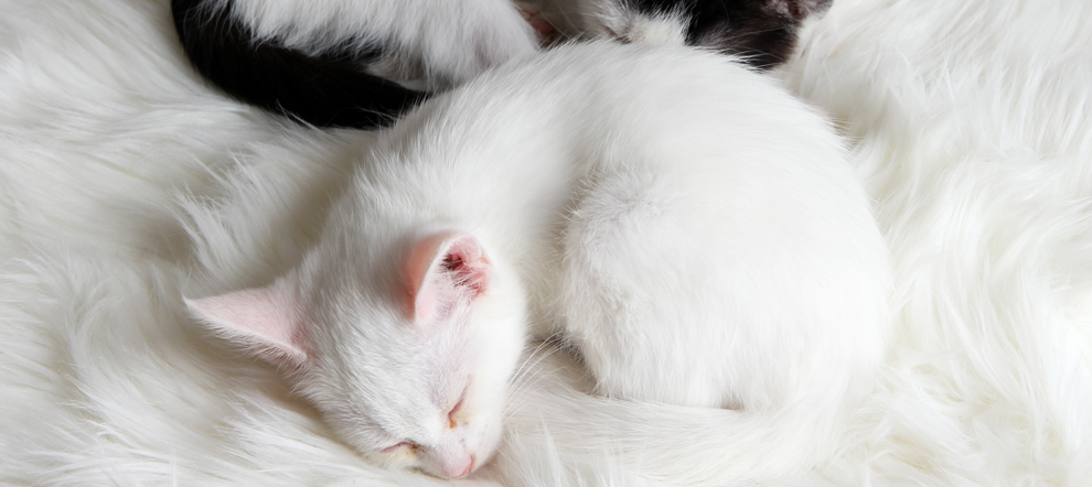 fur clothing cats