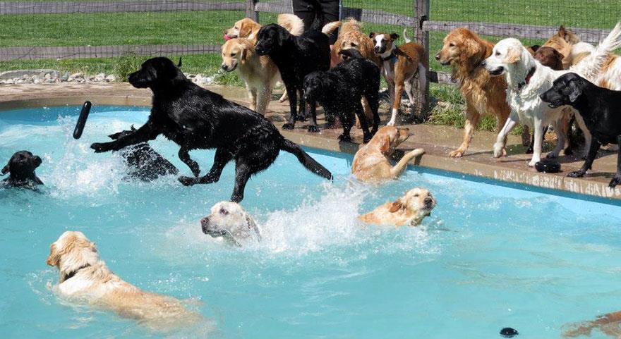 Dog swim day Saltdean Lido on Title Sussex Magazine www.titlesussex.co.uk