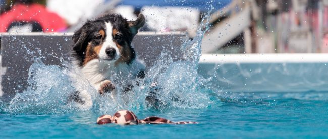 Dog swim day Saltdean Lido on Title Sussex Magazine www.titlesussex.co.uk
