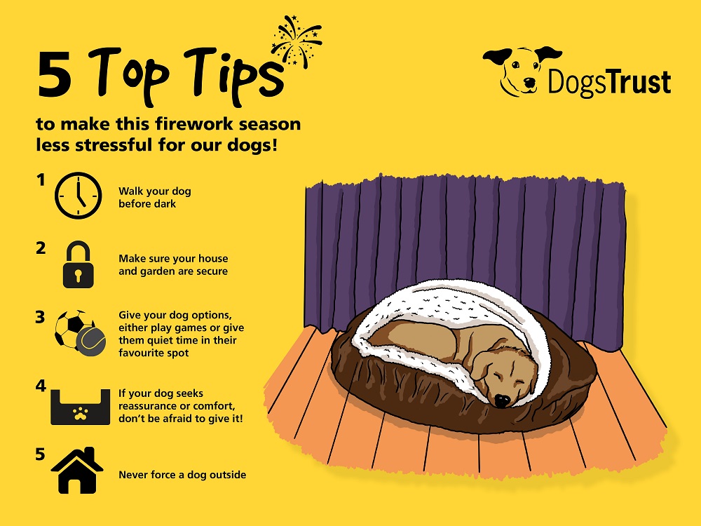 Dogs Trust Fireworks Advice Title Sussex Magazine www.titlesussex.co.uk