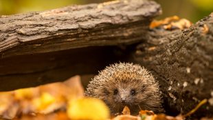 Scared hedgehog on bonfire night Title Sussex Magazine www.titlesussex.co.uk