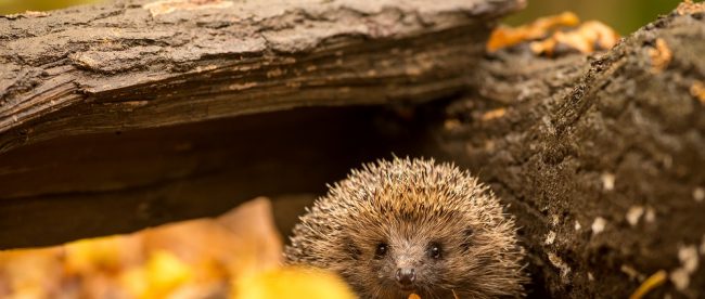 Scared hedgehog on bonfire night Title Sussex Magazine www.titlesussex.co.uk