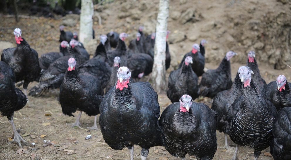Free range turkeys on Badgers Mead Farm Sussex Title Sussex Magazine www.titlesussex.co.uk
