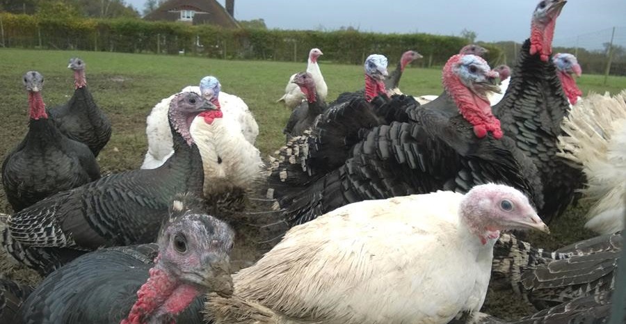Holmansbridge free range turkeys Sussex Title Sussex Magazine www.titlesussex.co.uk