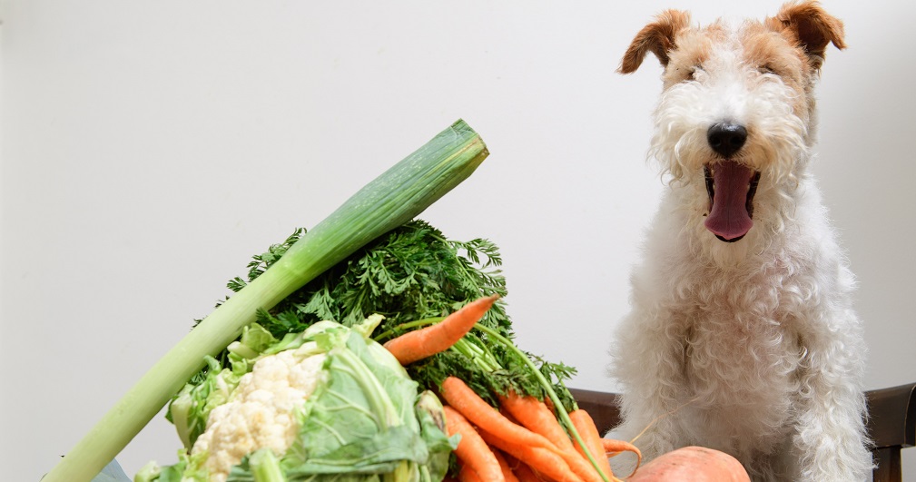I'm a vegetarian but she only eats meat A dog is for life Title Sussex Magazine www.titlesussex.co.uk