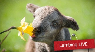 Fishers Farm lambing Title Sussex Magazine www.titlesussex.co.uk