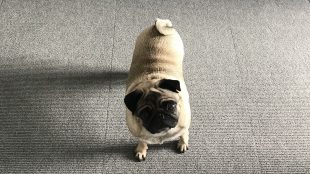 Bring your dog to work day Alice Pug at Title Media office www.titlesussex.co.uk