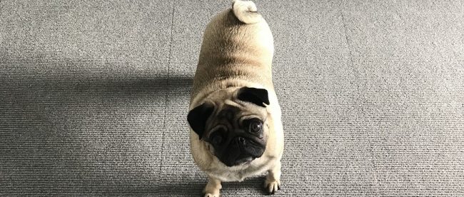 Bring your dog to work day Alice Pug at Title Media office www.titlesussex.co.uk
