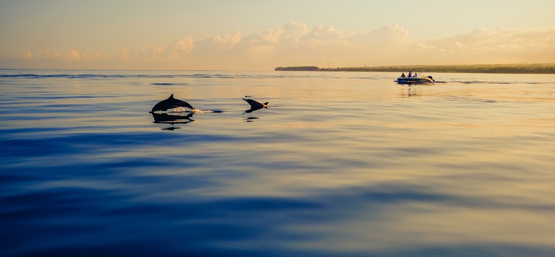 Dolphins in Brighton waters Title Sussex Magazine www.titlesussex.co.uk