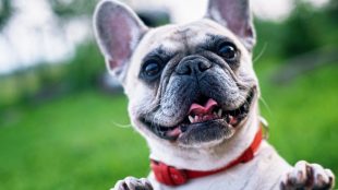 French bull dog Dog Shows in Sussex Title Sussex Magazine www.titlesussex.co.uk