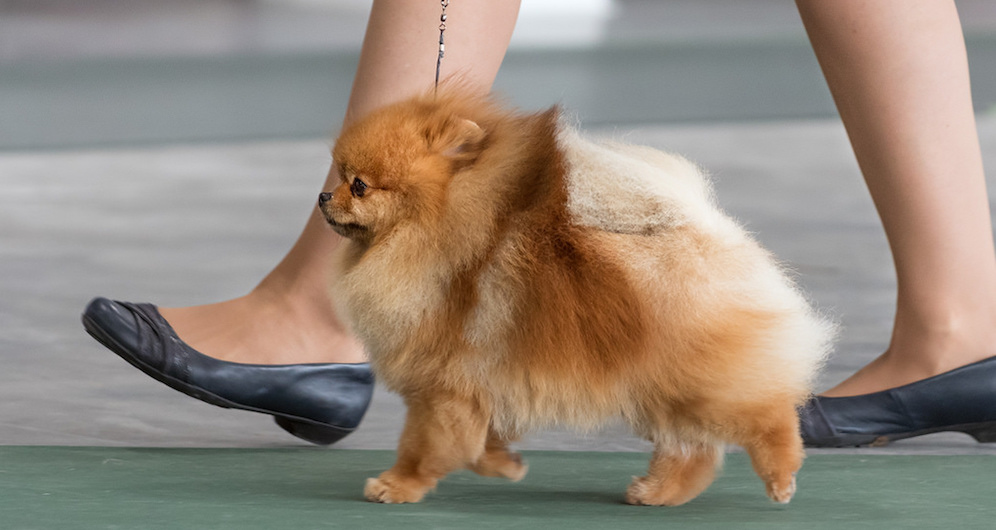 small dog dog show on Title Sussex Titlesussex.co.uk