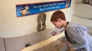 Harry learning how to forage like a meerkat at Drusillas Zoo Title Sussex Magazine www.titlesussex.co.uk