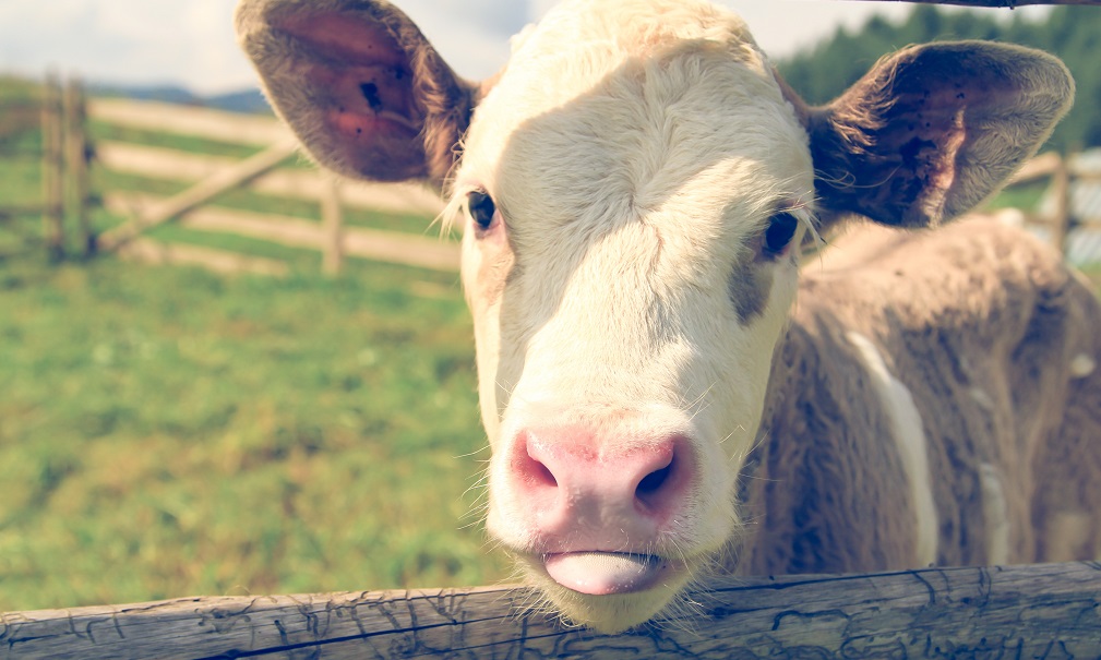 For the love of animals go vegan Title Sussex Magazine www.titlesussex.co.uk