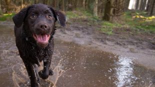 Alabama Rot - the facts on Title Sussex Magazine www.titlesussex.co.uk