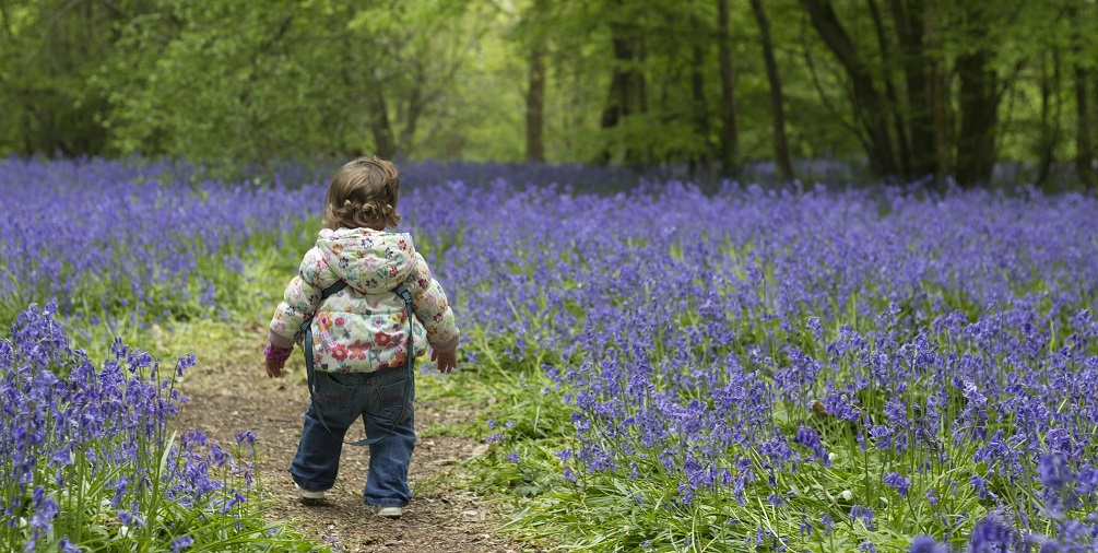 Bluebell hunting in Sussex woodland free things to do in Sussex on Title Sussex Magazine www.titlesussex.co.uk