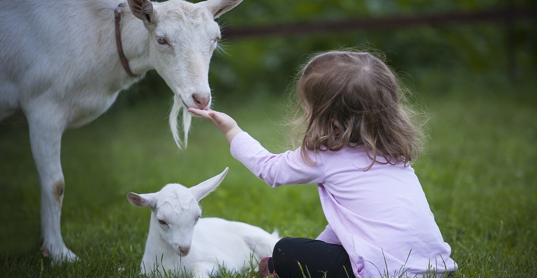 See the animals free at Slarnfold Farm things to do in Sussex Title Sussex Magazine www.titlesussex.co.uk