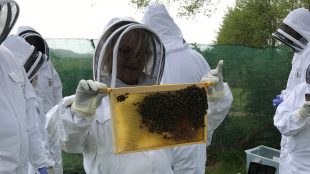 Sam Harrington-Lowe holding bees at Albourne Estate bee experience review on Title Sussex Magazine www.titlesussex.co.uk