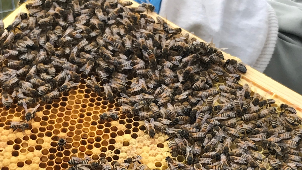actual bees beekeeping experience at Albourne Estate review on Title Sussex Magazine www.titlesussex.co.uk