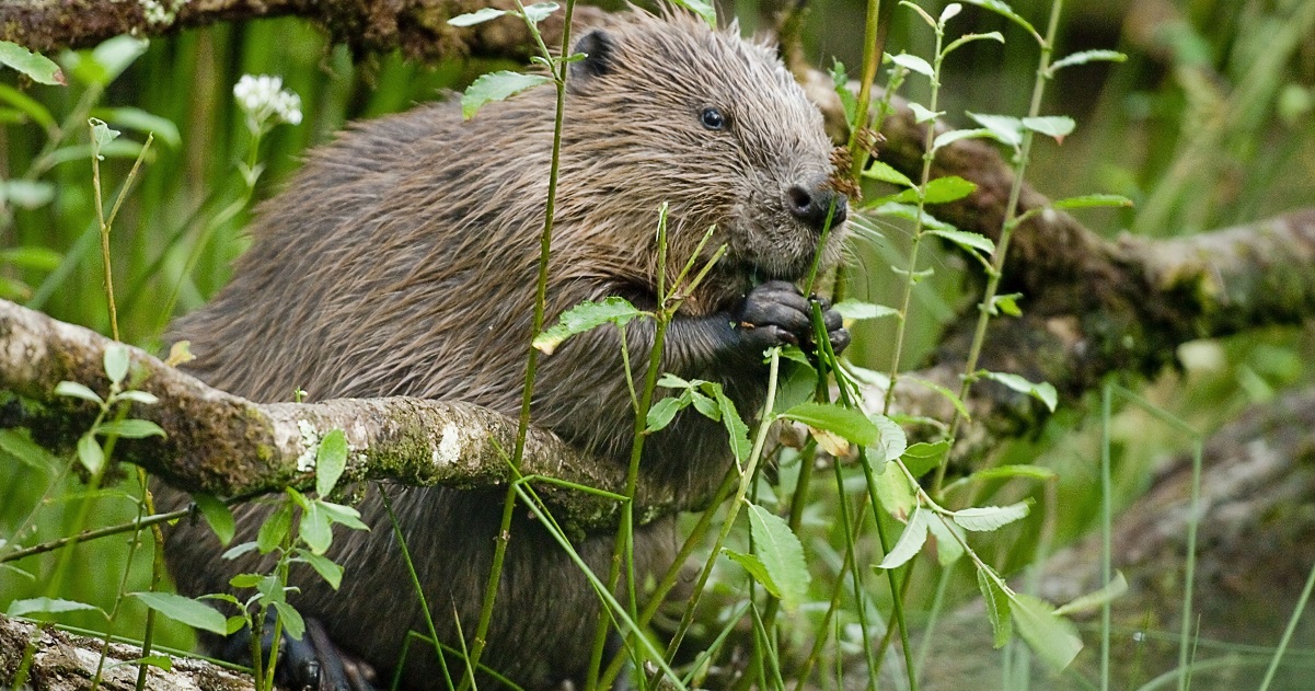 Beaver nibbling a branch by C. David Plummer, Sussex Wildlife Trust www.titlesussex.co.uk
