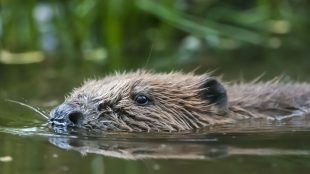 Beaver swimming by C. David Plummer, Sussex Wildlife Trust www.titlesussex.co.uk