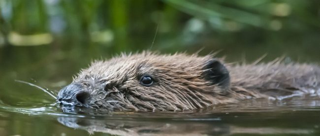 Beaver swimming by C. David Plummer, Sussex Wildlife Trust www.titlesussex.co.uk