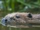 Beaver swimming by C. David Plummer, Sussex Wildlife Trust www.titlesussex.co.uk