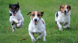 Autumn game fair Jack Russells article 2020 Title Sussex Magazine www.titlesussex.co.uk