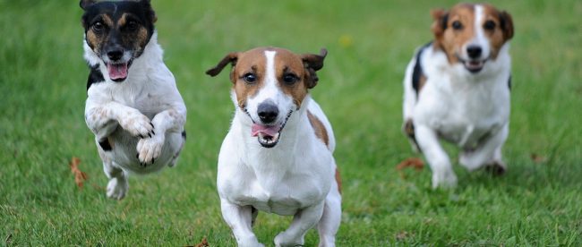 Autumn game fair Jack Russells article 2020 Title Sussex Magazine www.titlesussex.co.uk