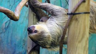 What to do at half term - meet linne's two-toed sloths at drusillas for baby sloth day out - article for title sussex www.titlesussex.co.uk