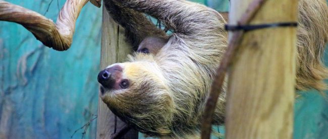What to do at half term - meet linne's two-toed sloths at drusillas for baby sloth day out - article for title sussex www.titlesussex.co.uk