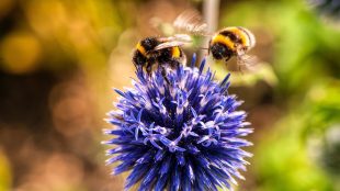 Look out for wildlife in the heat- www.titilesussex.co.uk