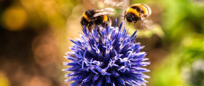 Look out for wildlife in the heat- www.titilesussex.co.uk Look out for wildlife in the heat- www.titilesussex.co.uk