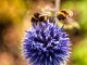 Look out for wildlife in the heat- www.titilesussex.co.uk