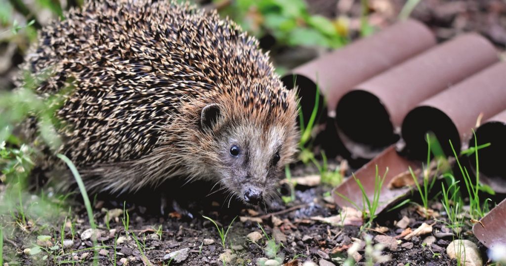 wildlife need your help in the heat - www.titlesussex.co.uk