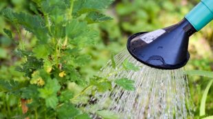 Hose pipe ban! How to still water your plants - www.titlesussex.co.uk