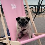 A pub sat on a pink Tails deck chair 
