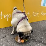 A pug eating a dog burger made from meat and sweet potato from a cardboard box 