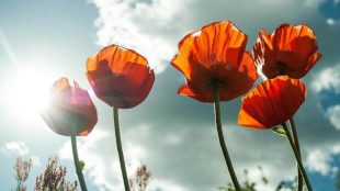 Close up on five poppies under the sun. Bereaved military family support aid on Title Sussex