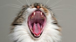Cat yawning